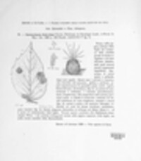 Pyrenochaeta rubi-idaei image